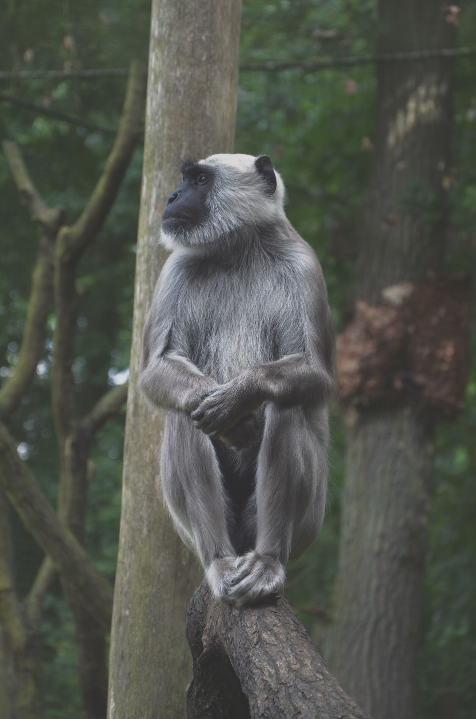 Nikon D5100 sample photo. Monkey, wood, sit photography