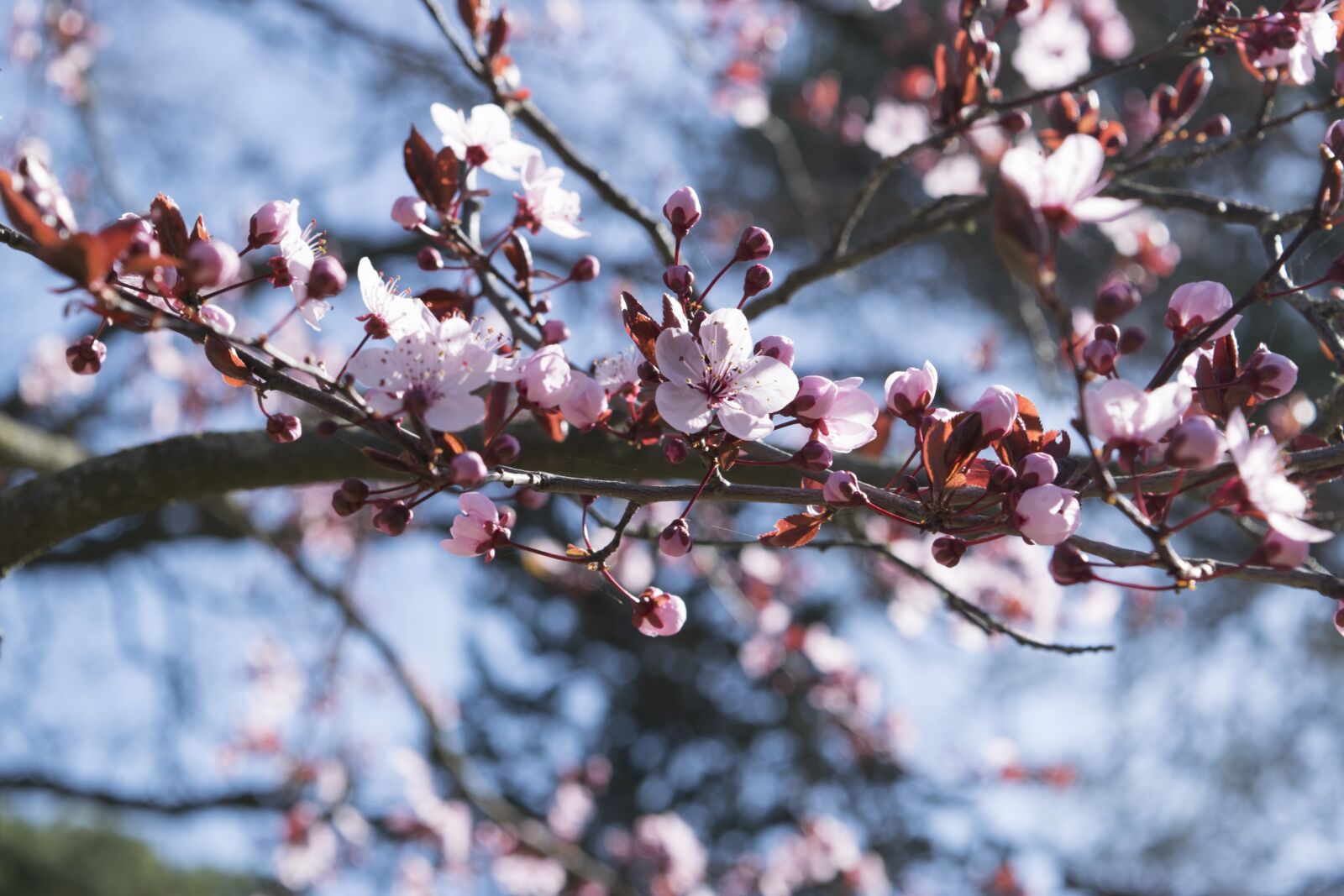 Nikon D5300 sample photo. Flowers, fiori di pesco photography