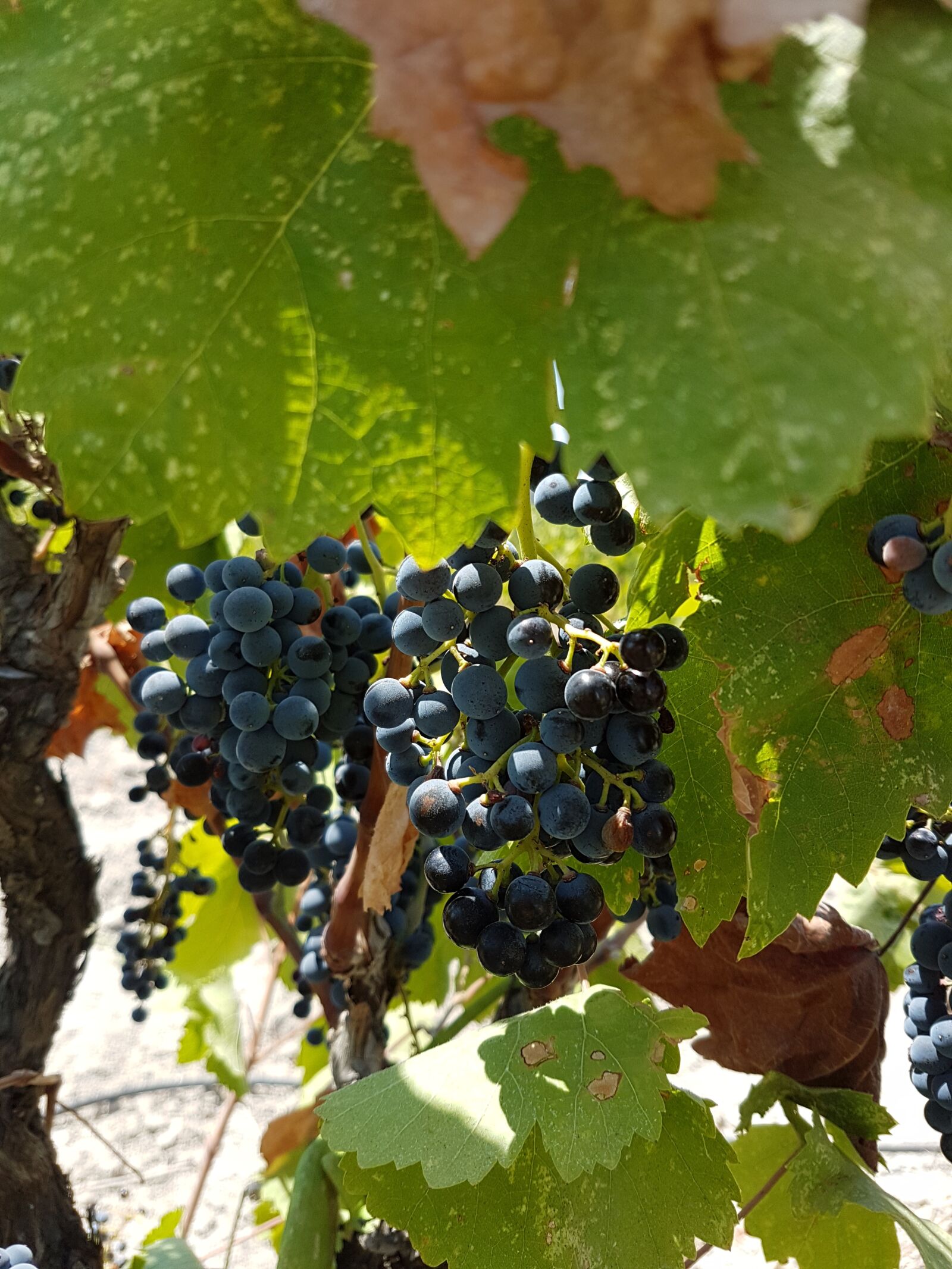 Samsung Galaxy S7 sample photo. Vineyard, vine, grapes photography