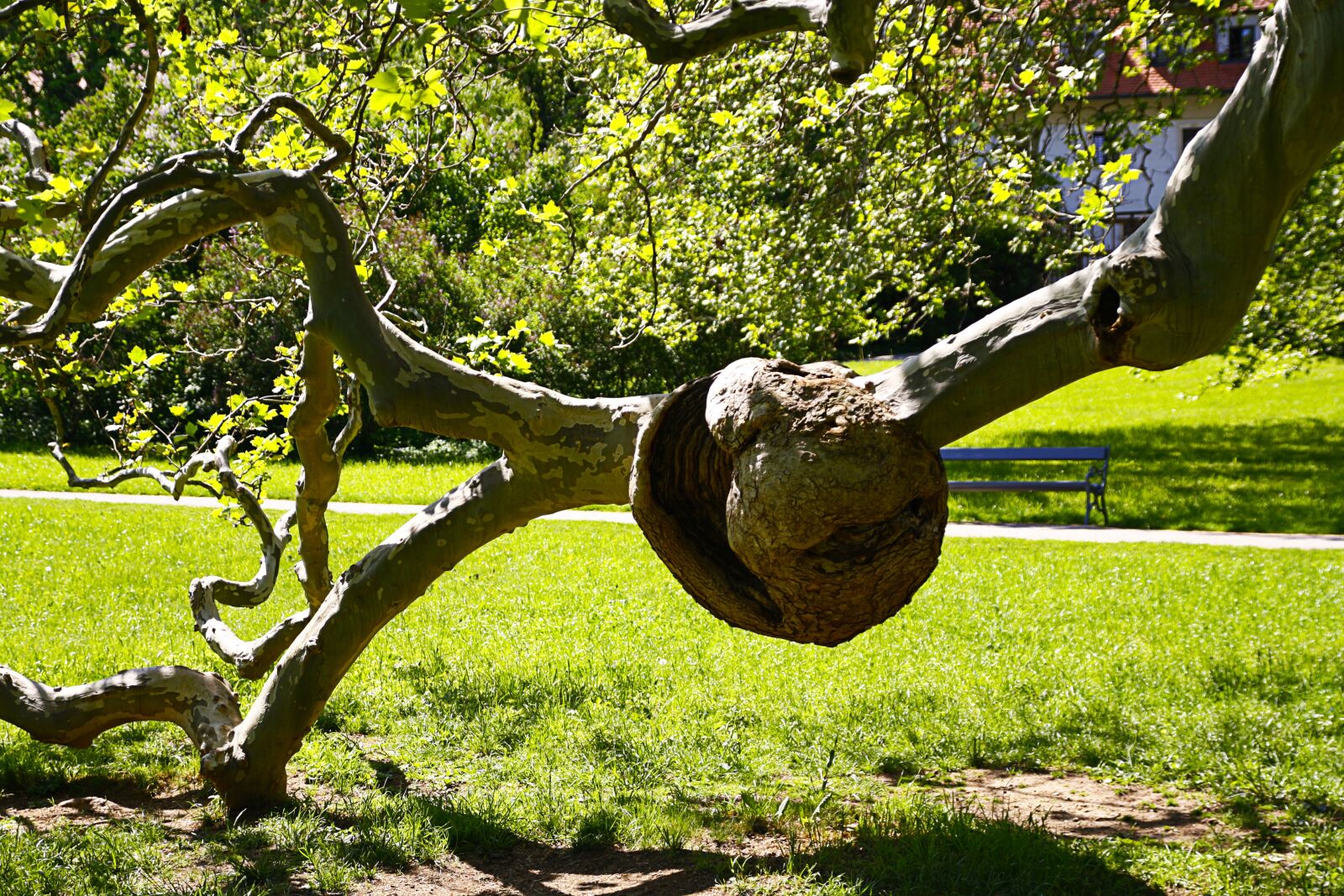 Canon EOS 1000D (EOS Digital Rebel XS / EOS Kiss F) sample photo. Tree, wurcherung, sycamore photography