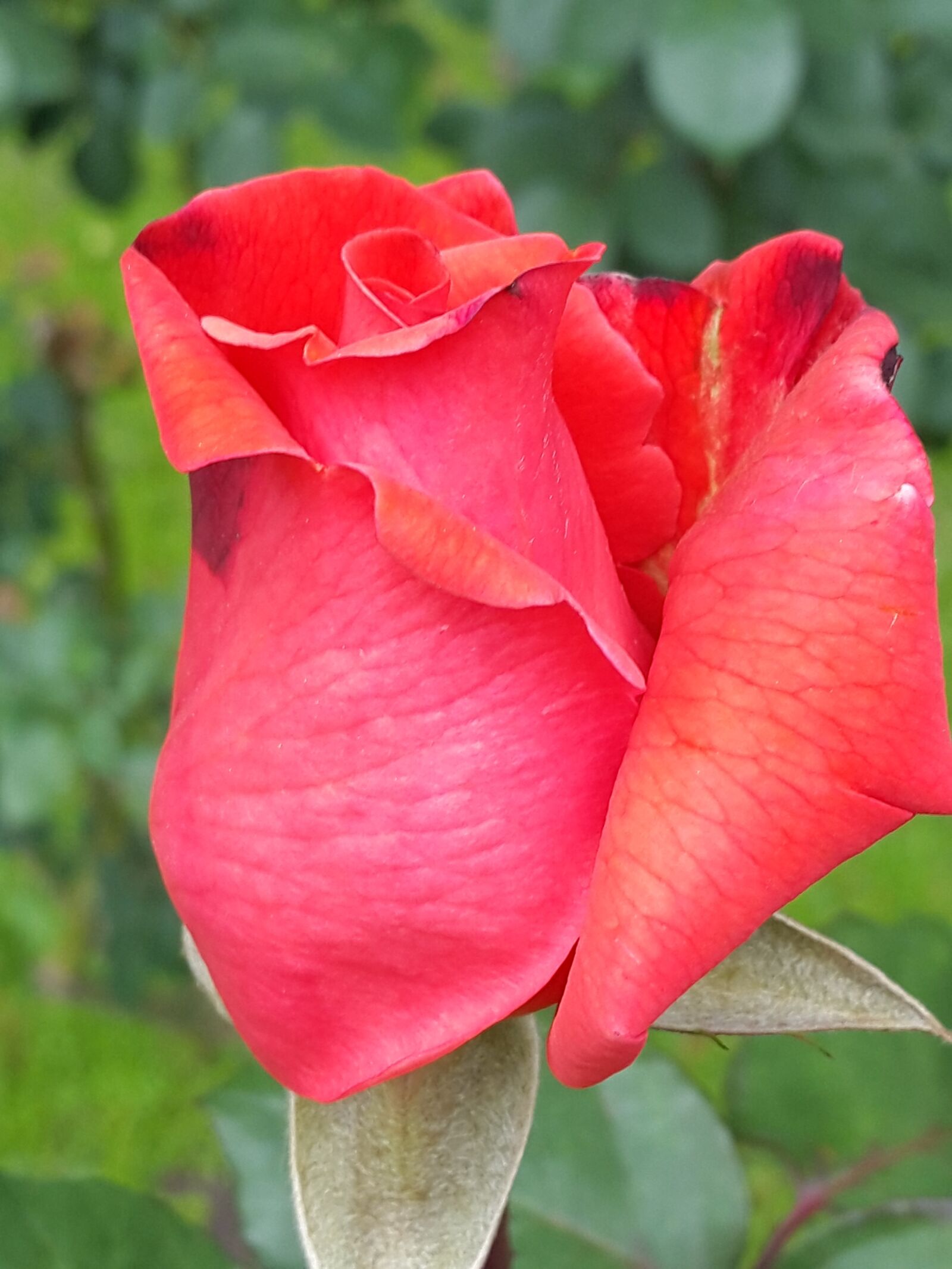 Samsung Galaxy S5 sample photo. Flowers, roses, nature photography