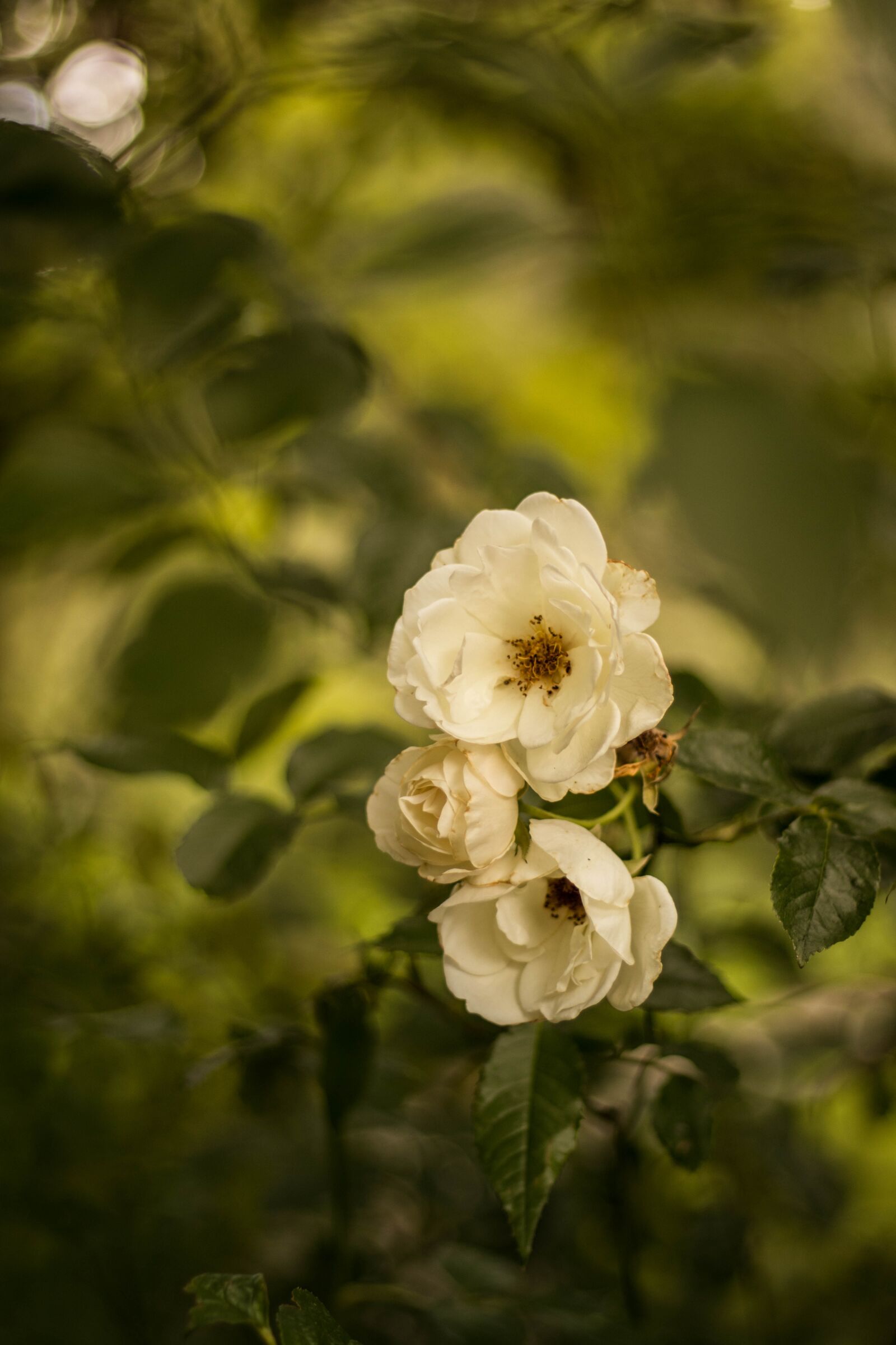Canon EOS 80D sample photo. Flower, rose, nature photography