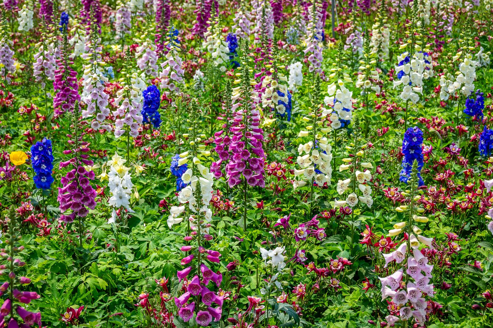 Nikon D3100 sample photo. Flowers, spring, nature photography