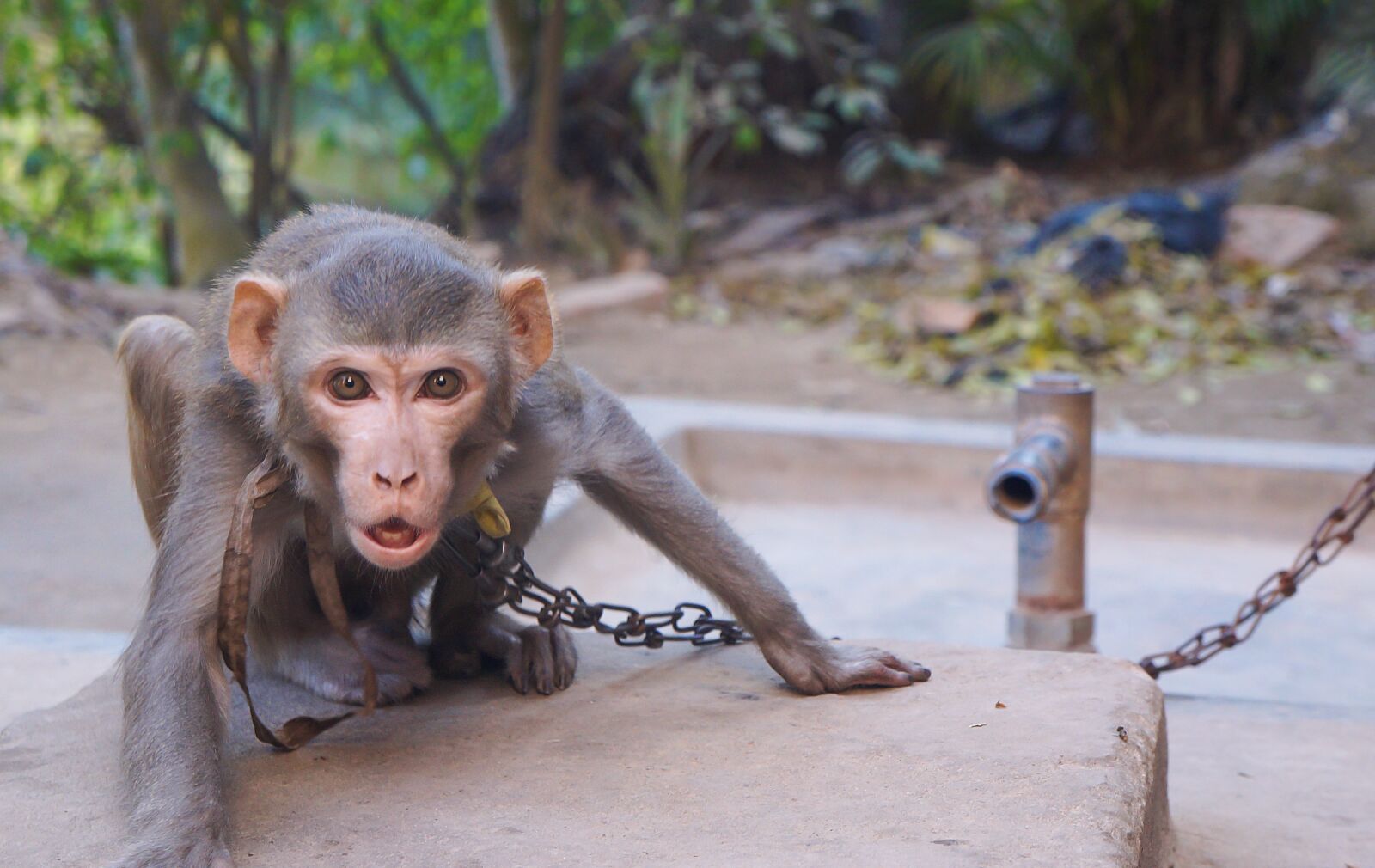 Sony Alpha a3000 + Sony E 18-55mm F3.5-5.6 OSS sample photo. Nature, wood, monkey photography