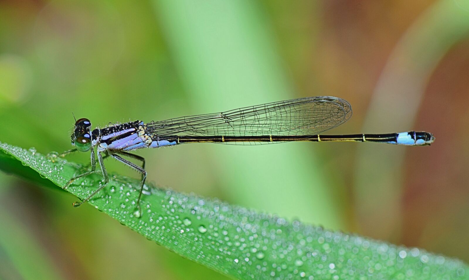 Nikon D5300 sample photo. Nature, dragonfly, beauty photography