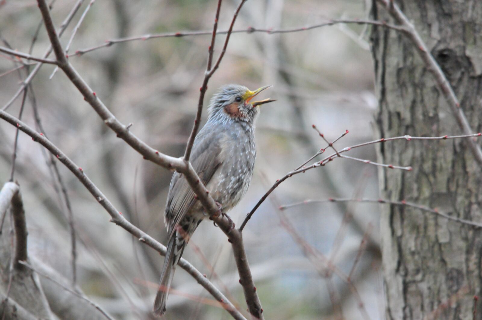 Nikon D300 sample photo. Natural, bird, wood photography