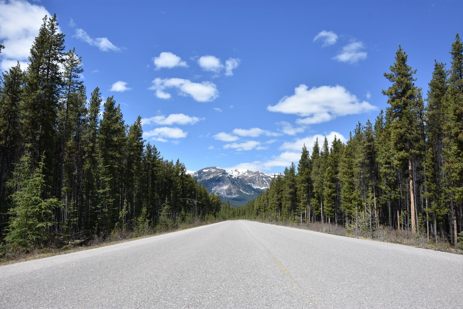 Nikon D7200 sample photo. Road, forest, trees photography