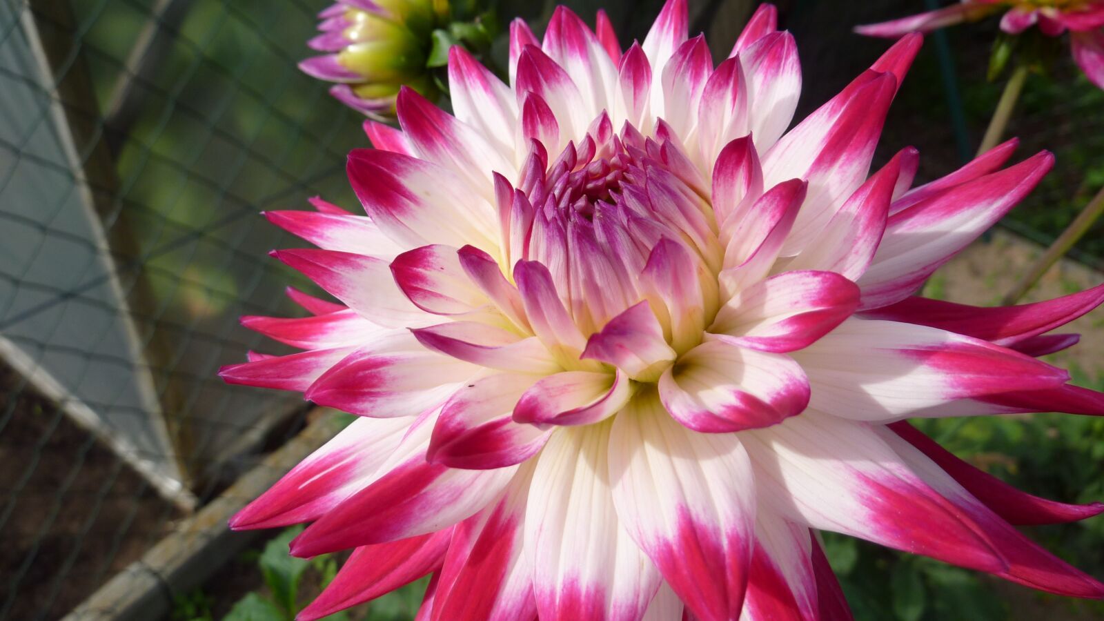 Panasonic DMC-TZ7 sample photo. Dahlia, sorbet, red photography