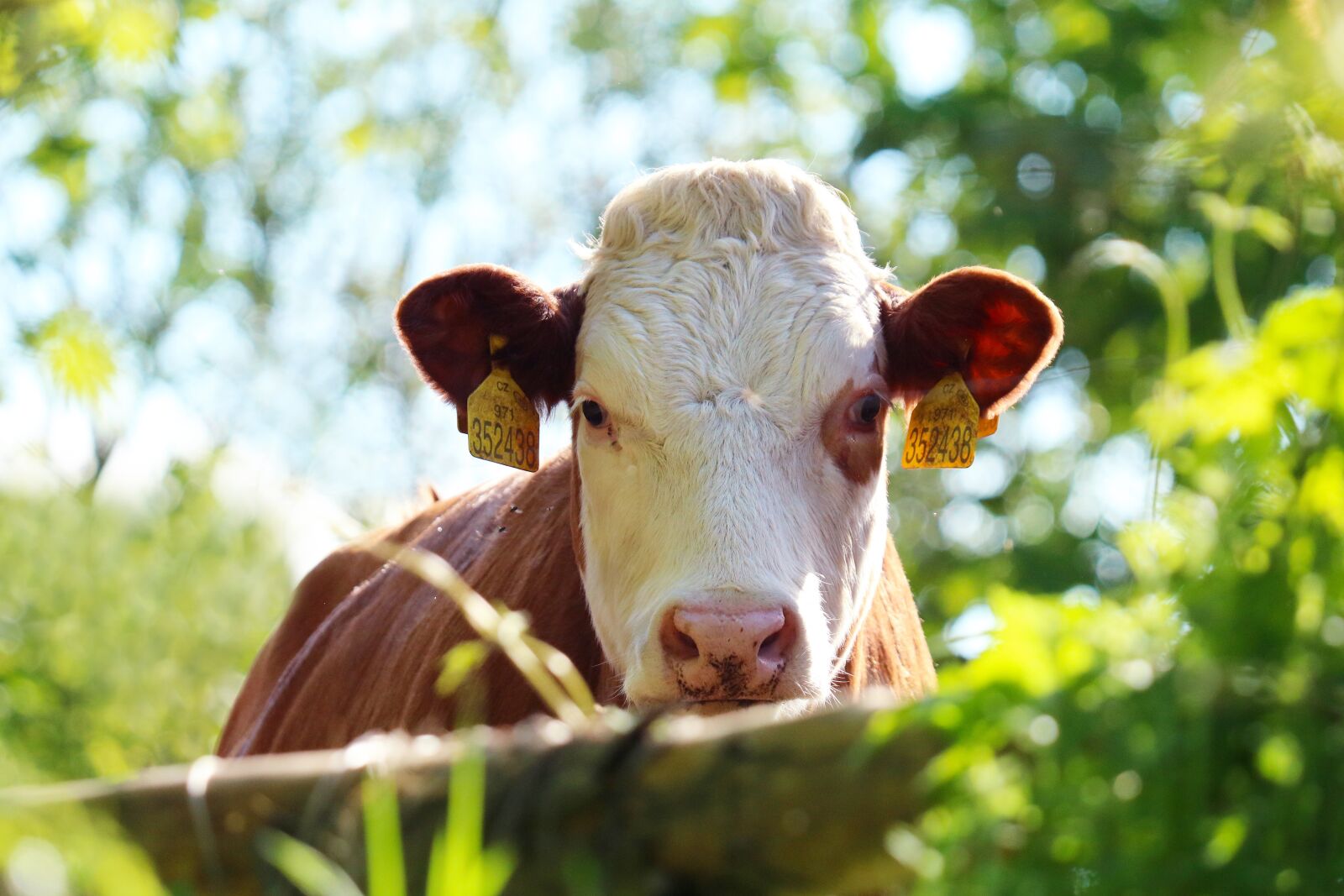 Canon EF 70-300 F4-5.6 IS II USM sample photo. Cow, cattle, pen photography