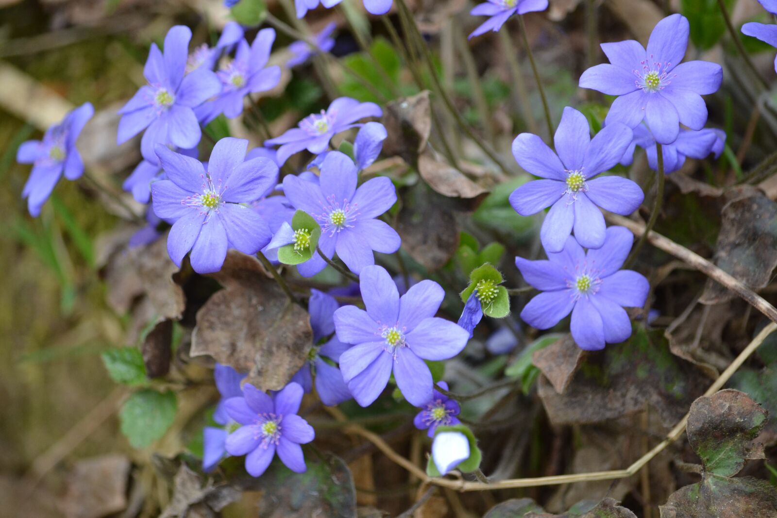 Nikon D3100 sample photo. Nature, plant, flower photography