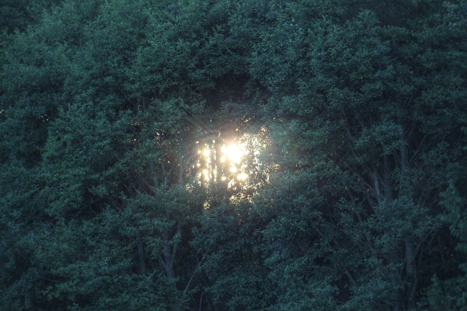 Canon EF-S 55-250mm F4-5.6 IS sample photo
