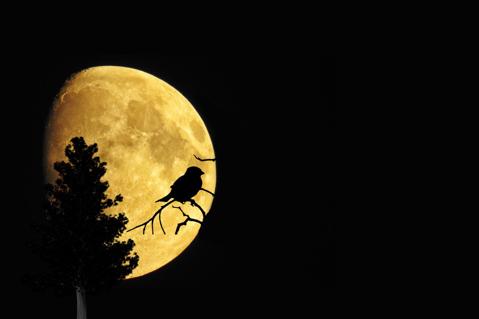 Nikon Coolpix P900 sample photo. Mystical, moon, tree photography