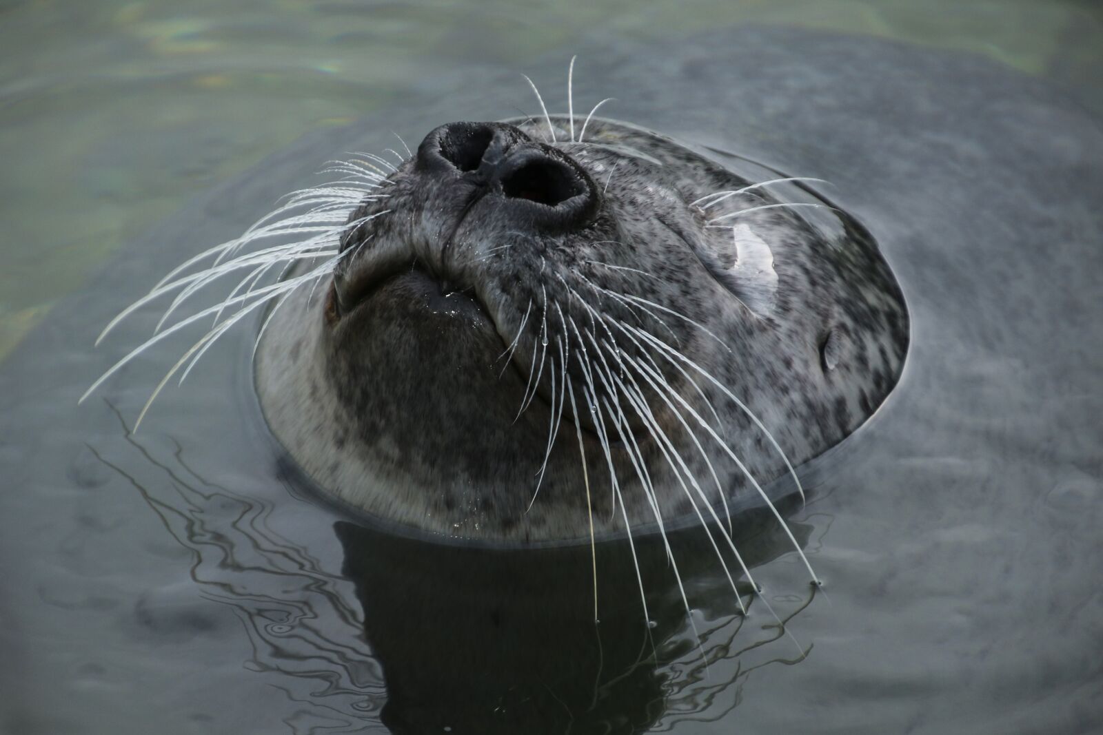 Canon EOS 70D sample photo. Seal, robbe, head photography