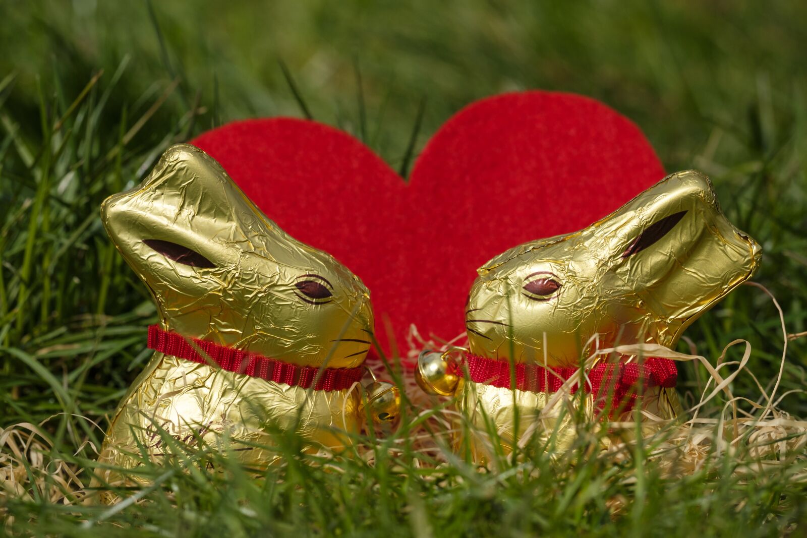 Fujifilm X-T2 + Fujifilm XF 80mm F2.8 R LM OIS WR Macro sample photo. Hare, easter bunny, easter photography