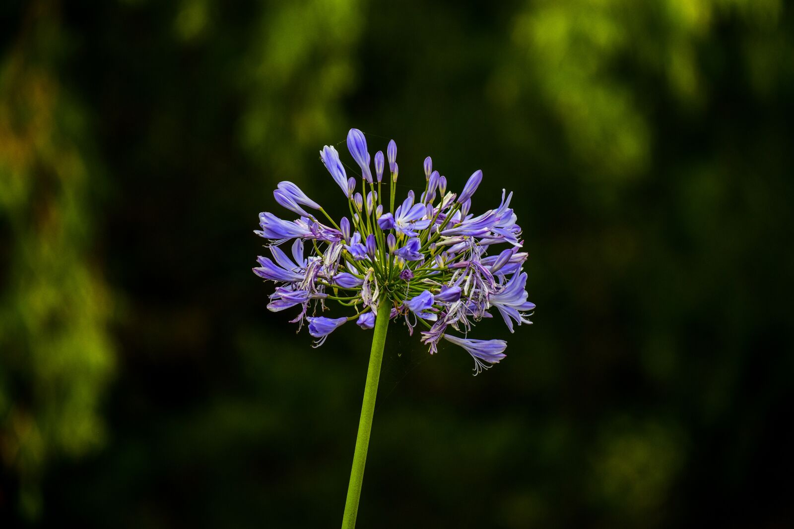 Nikon D3400 sample photo. Beautiful flower, nature, landscape photography