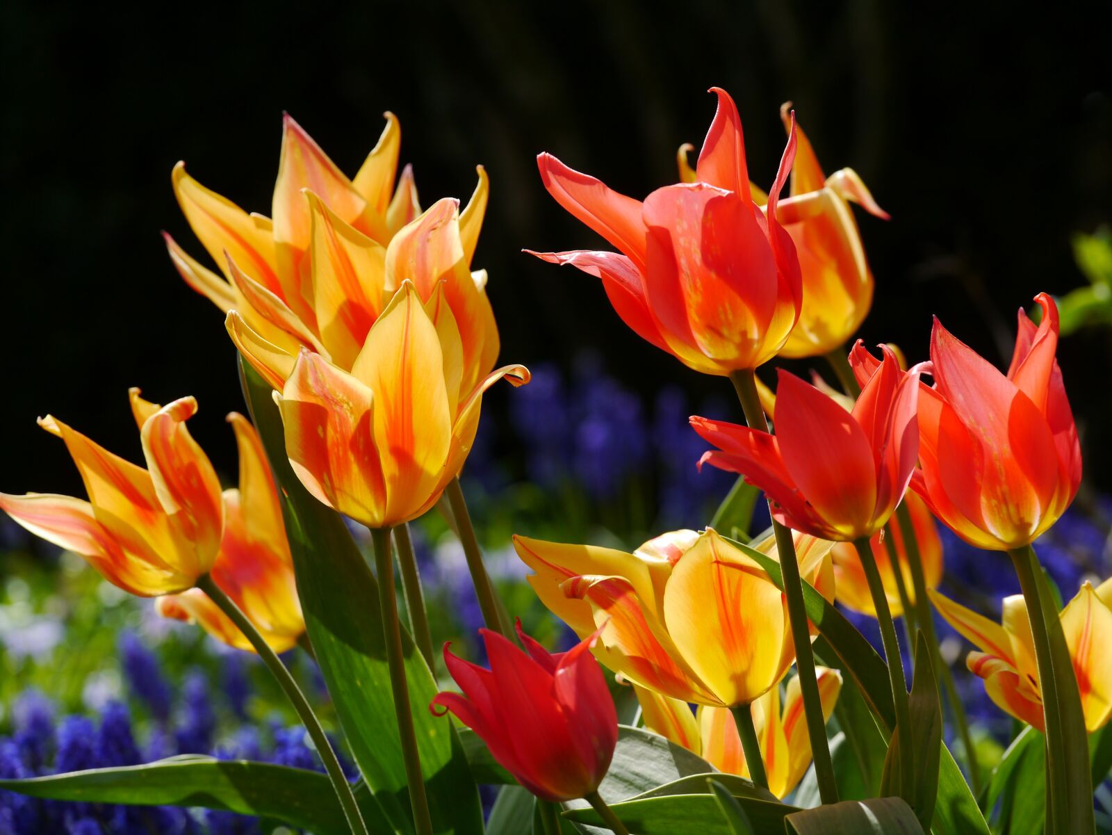 Panasonic Lumix DMC-G3 sample photo. Tulips, spring bed, red photography