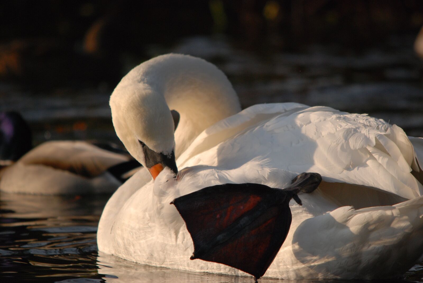 Nikon D80 sample photo. Nature, bird, swan photography