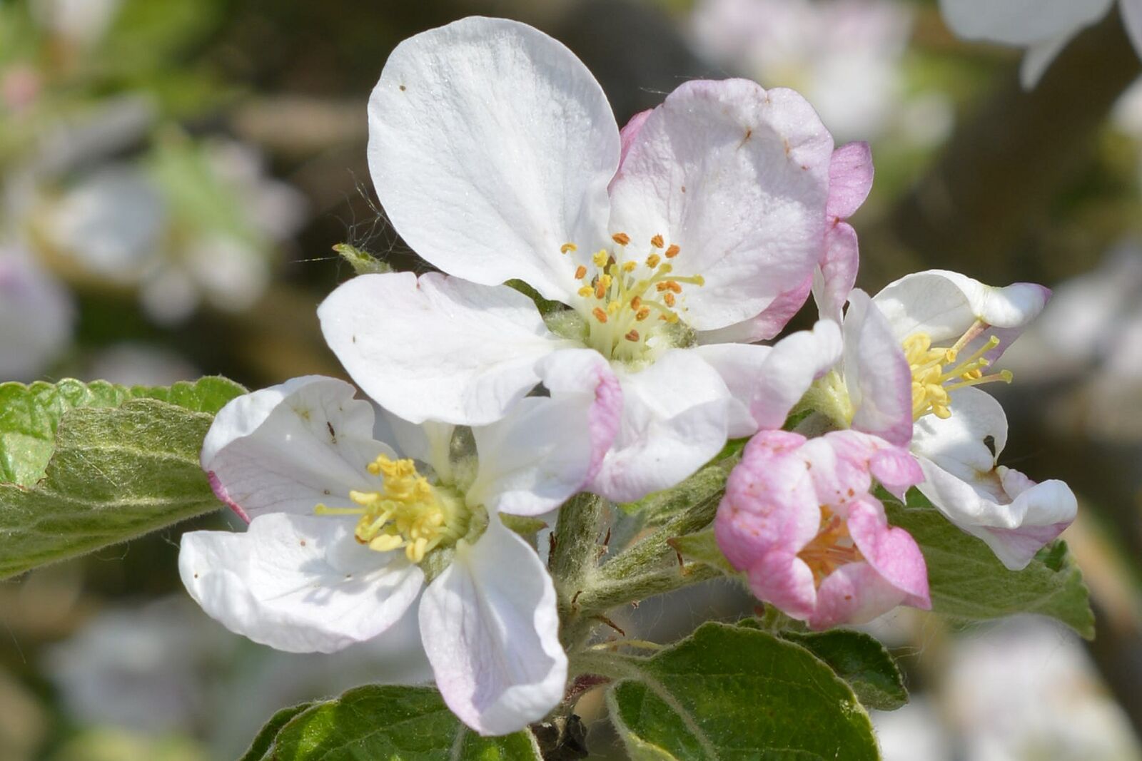 Nikon D7100 sample photo. Spring, blossom, bloom photography