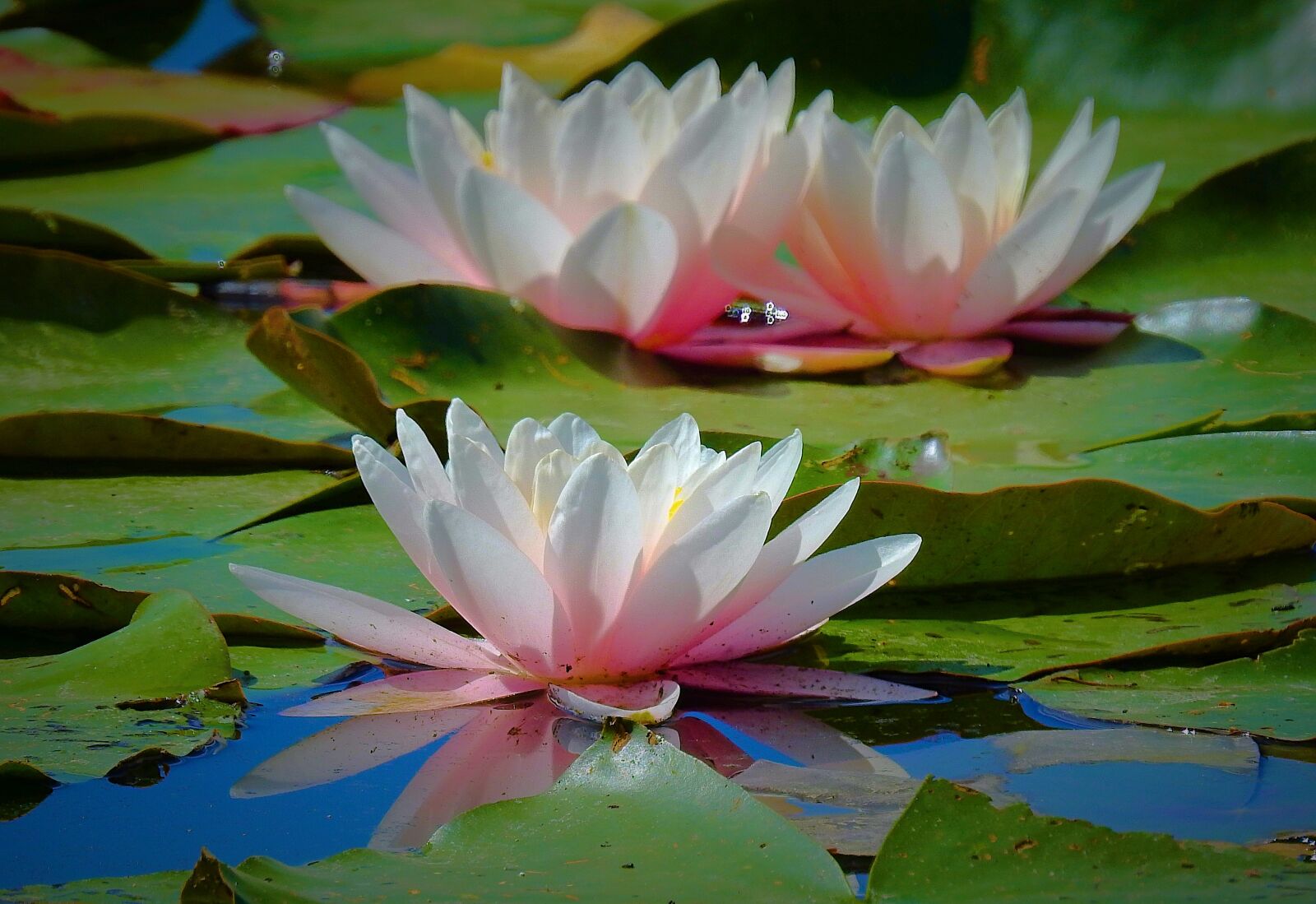 Nikon Coolpix P900 sample photo. Water lilies, beauty, nature photography
