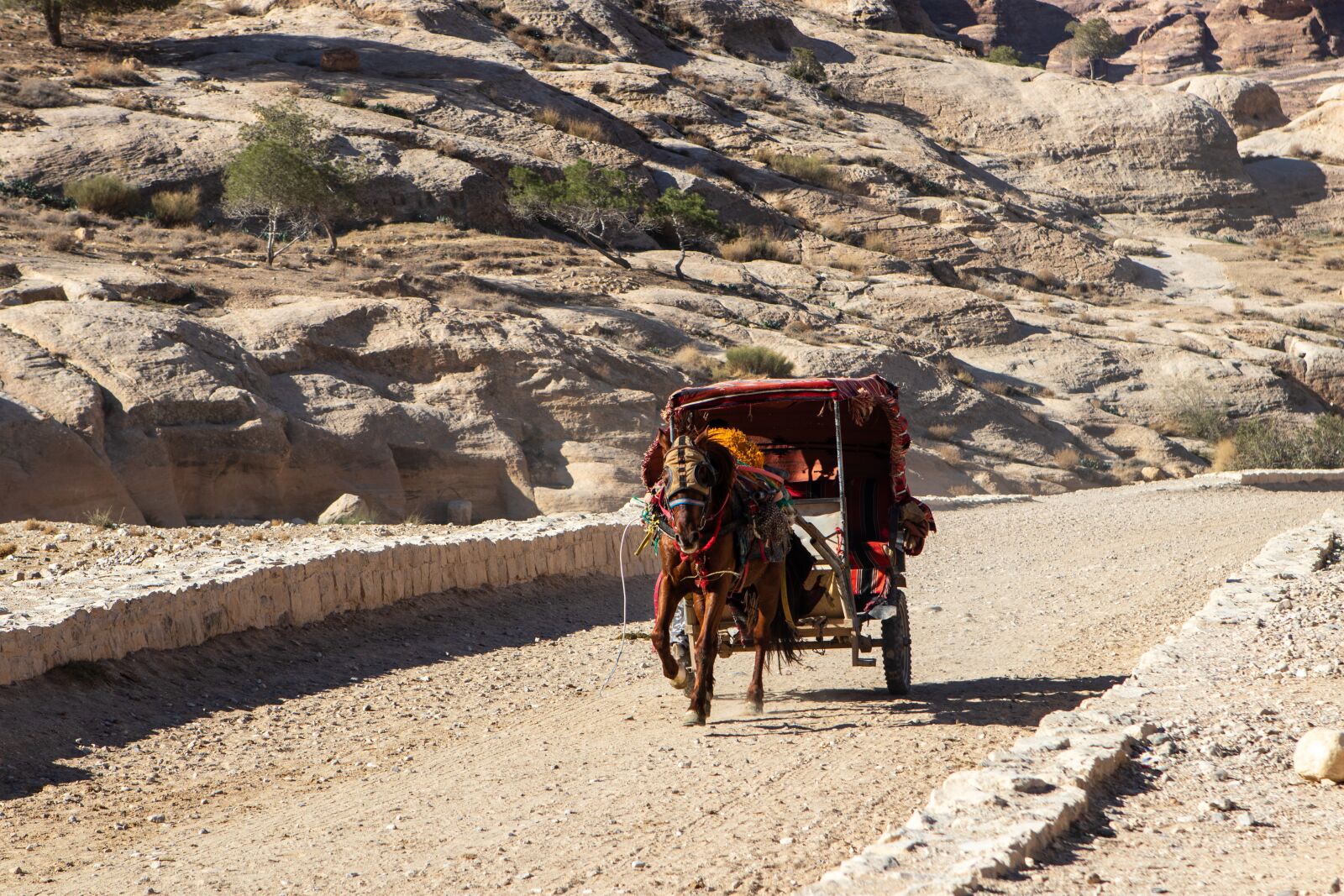 Canon EOS 200D (EOS Rebel SL2 / EOS Kiss X9) sample photo. Horse, petra, jordan photography