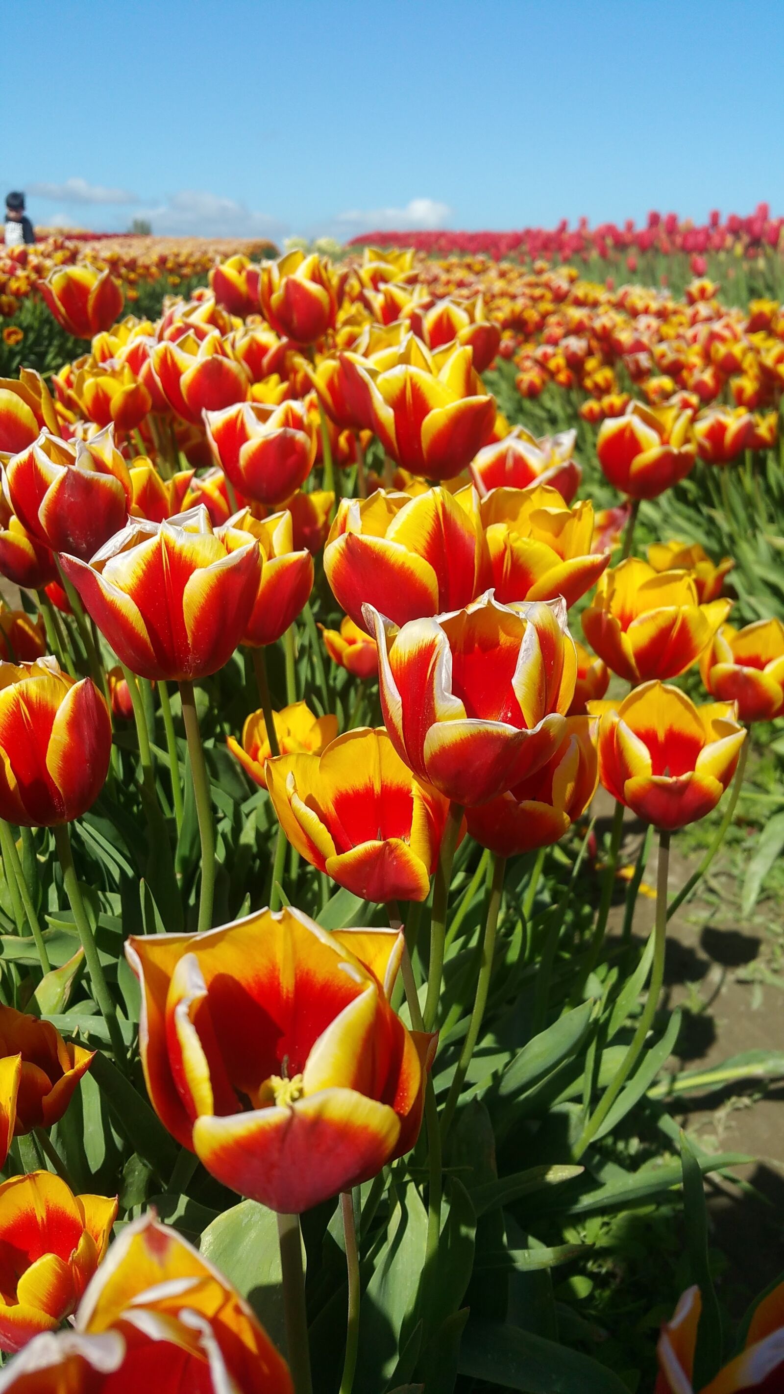 Samsung Galaxy Note4 sample photo. Tulips, flower, red photography