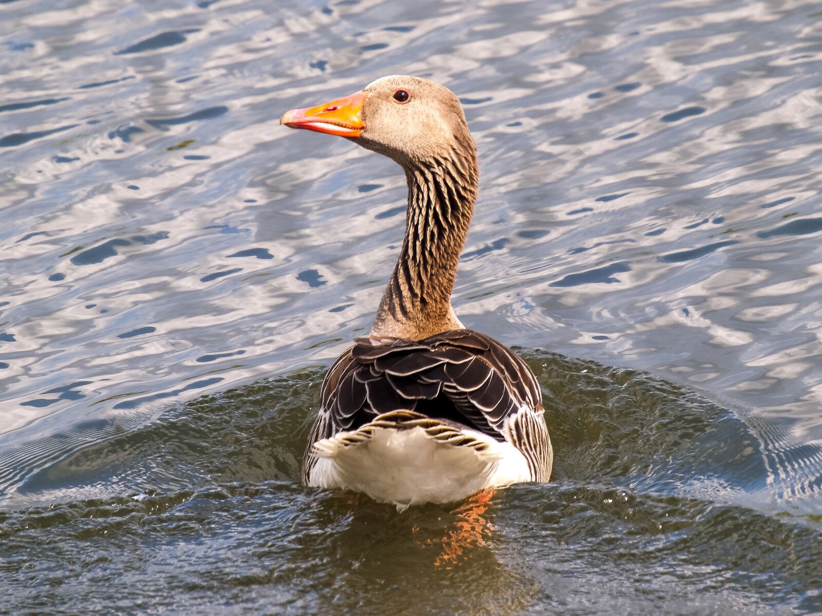 Olympus E-3 sample photo. Greylag goose, goose, water photography