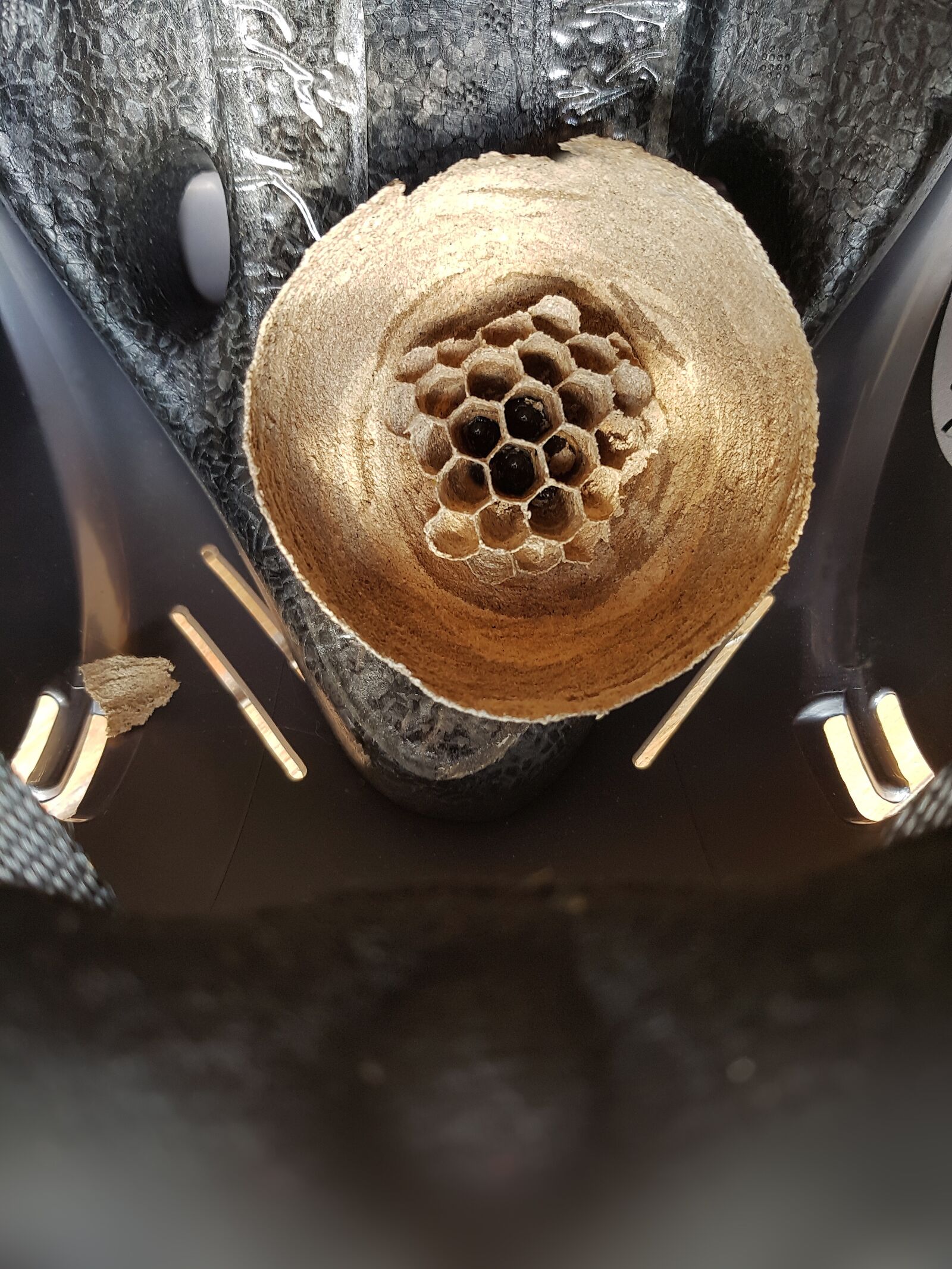 Samsung Galaxy S7 Edge sample photo. Climbing helmet, hornissennest, nest photography