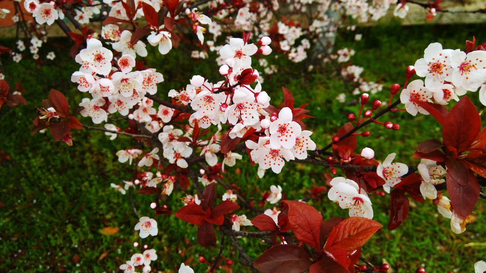 Xiaomi MI3 sample photo. Cherry blossom, spring, natural photography