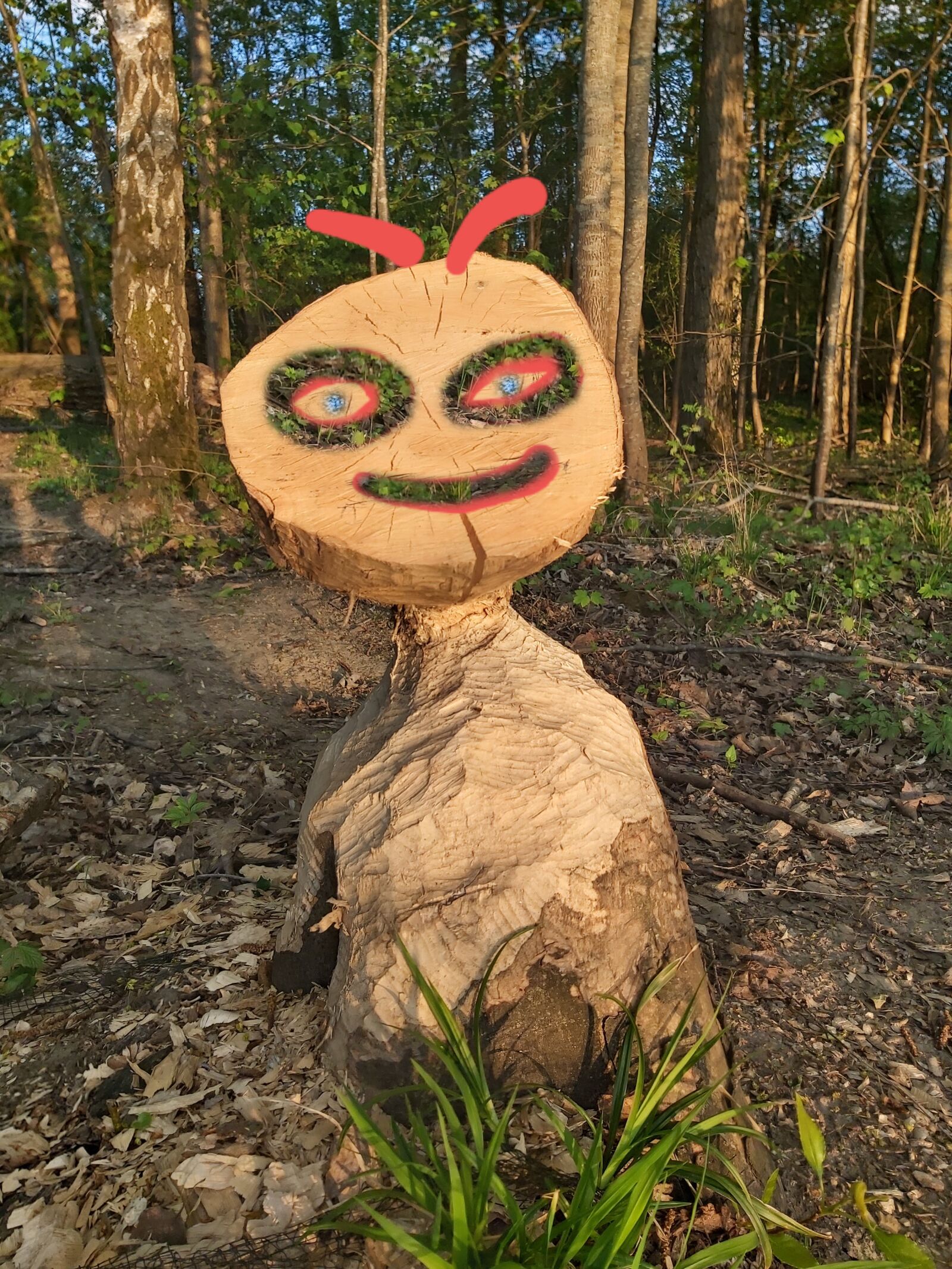 Samsung Galaxy A70 sample photo. Nature, forest, tree photography