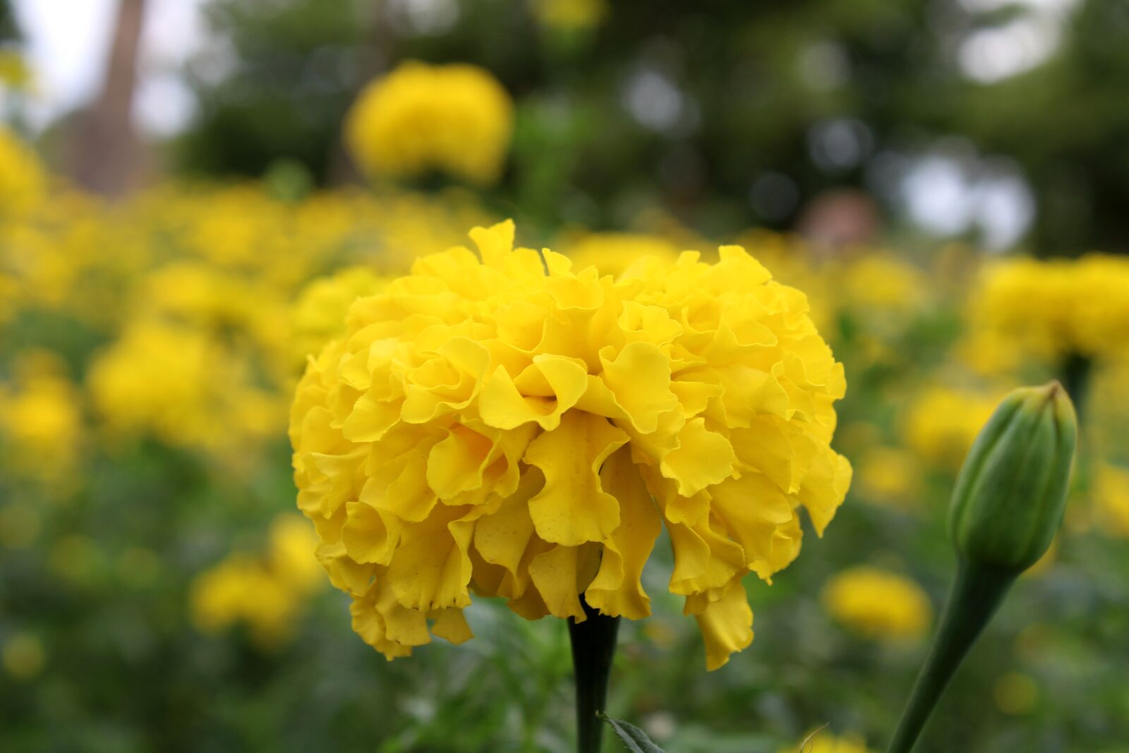 Canon EOS 2000D (EOS Rebel T7 / EOS Kiss X90 / EOS 1500D) sample photo. The marigold flower close photography