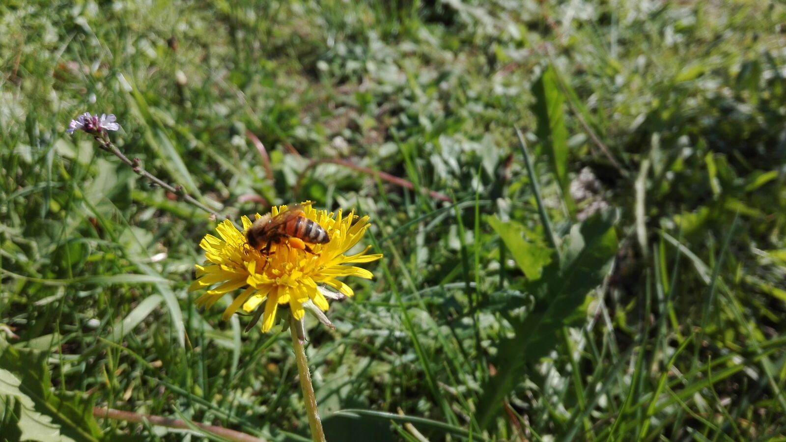 HUAWEI P8 Lite sample photo. Grass, prato, green photography