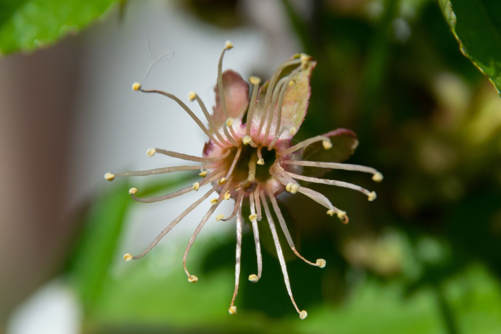 Nikon D3300 sample photo. Flowered, flower, wood photography