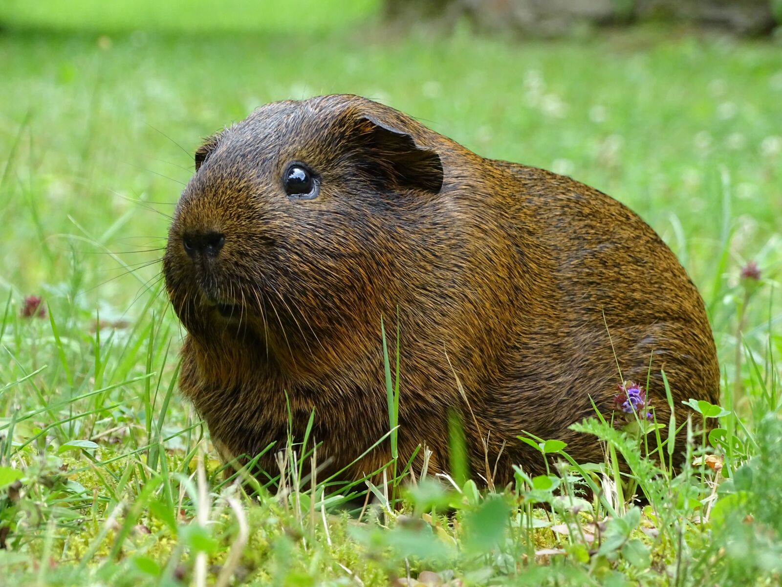 Sony Cyber-shot DSC-HX400V sample photo. Guinea-pig, animal, rodents photography