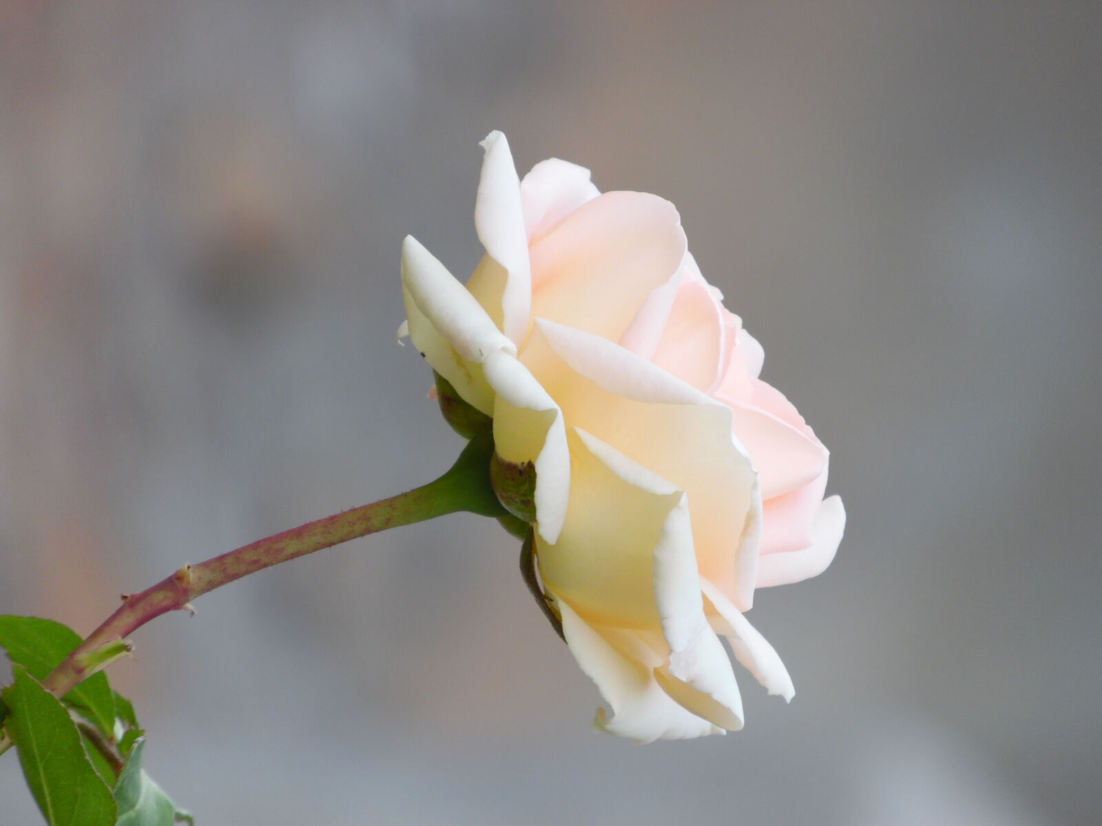 Samsung WB1100F/WB1101F/WB1102F sample photo