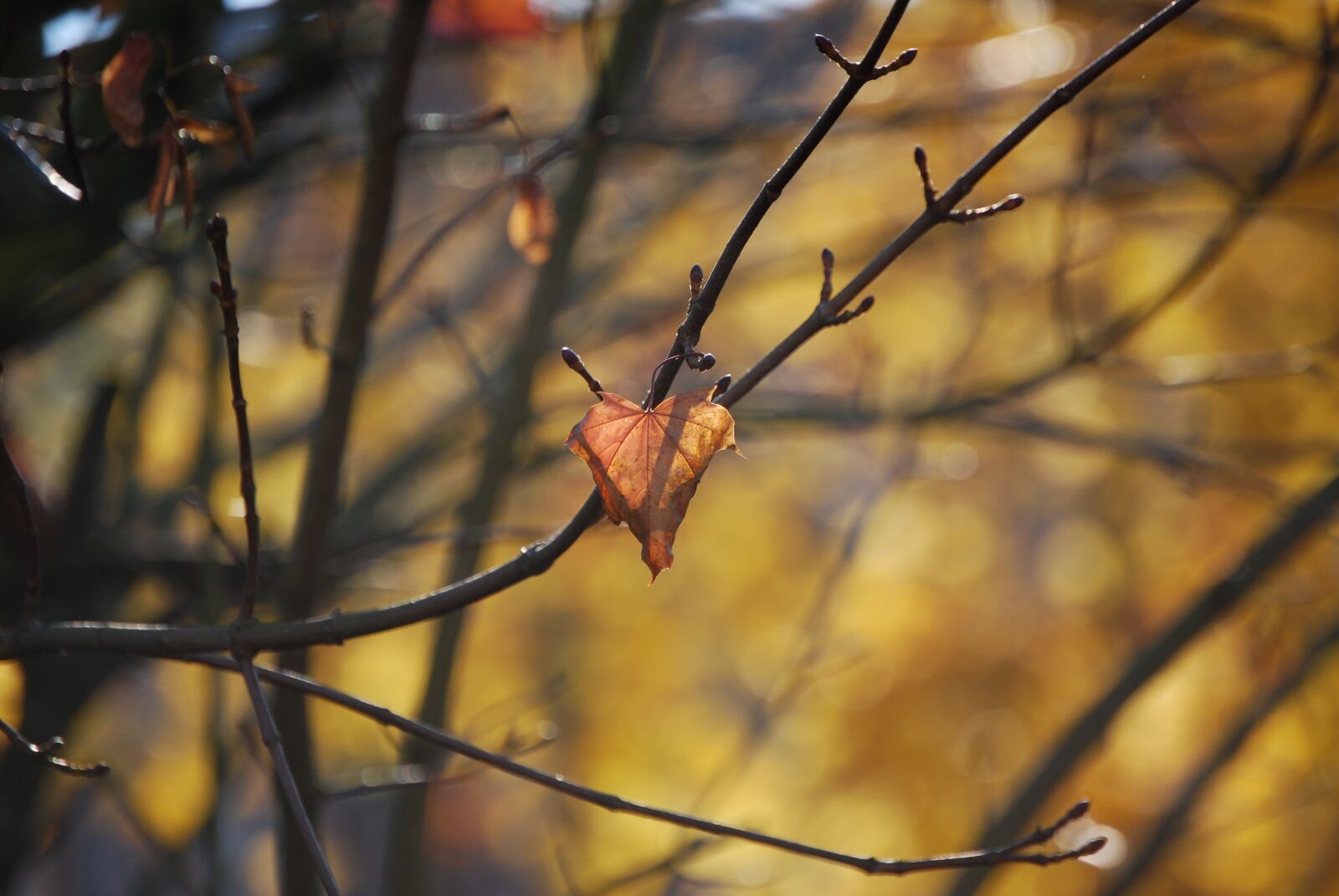 Nikon D40X sample photo. Autumn, leaf, fall color photography