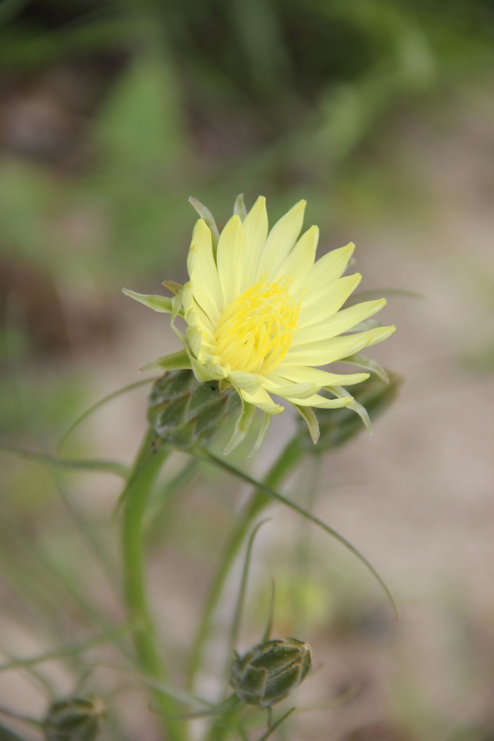 Canon EOS 550D (EOS Rebel T2i / EOS Kiss X4) sample photo. Flower, spring, yellow photography