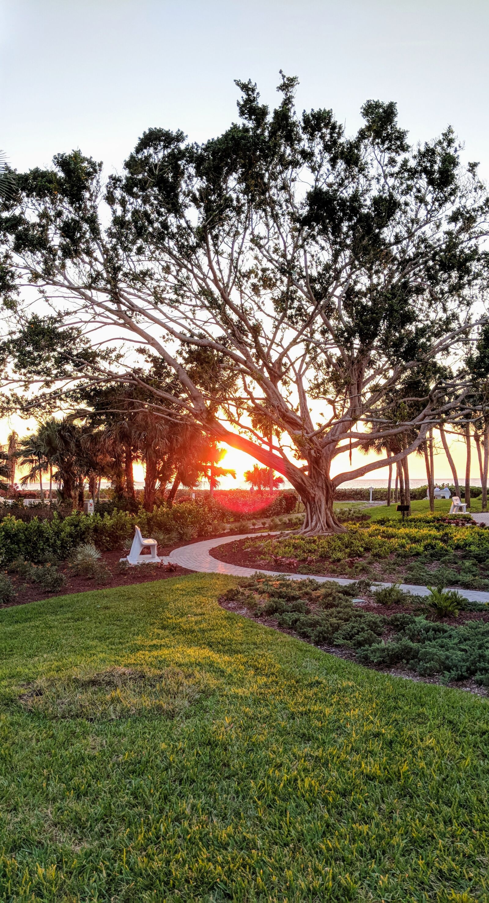 Google Pixel 2 sample photo. Tree, nature, landscape photography