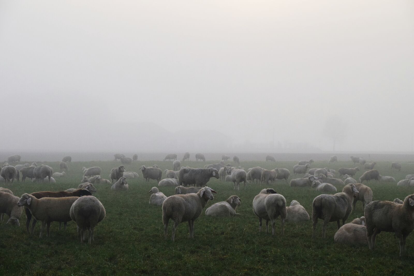 Nikon D3300 sample photo. Sheep, sheep's herd, fog photography