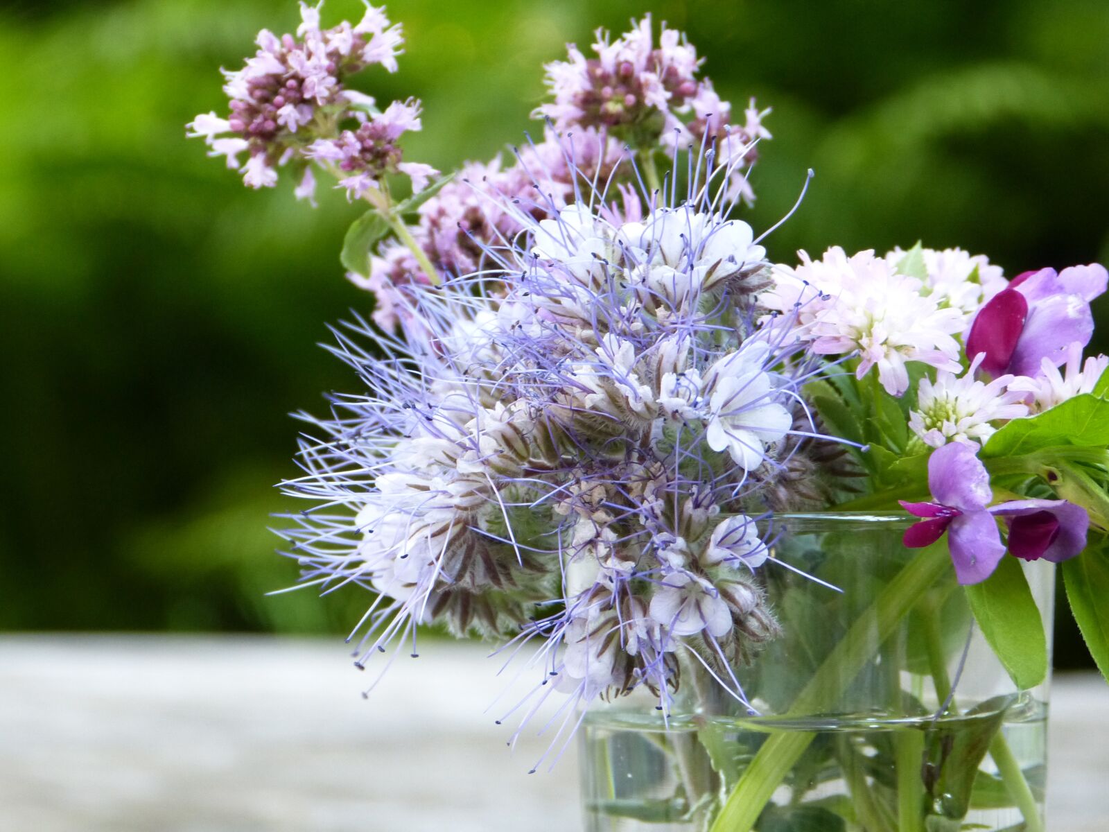 Panasonic Lumix DMC-FZ150 sample photo. Bees, bee friend, phacelia photography