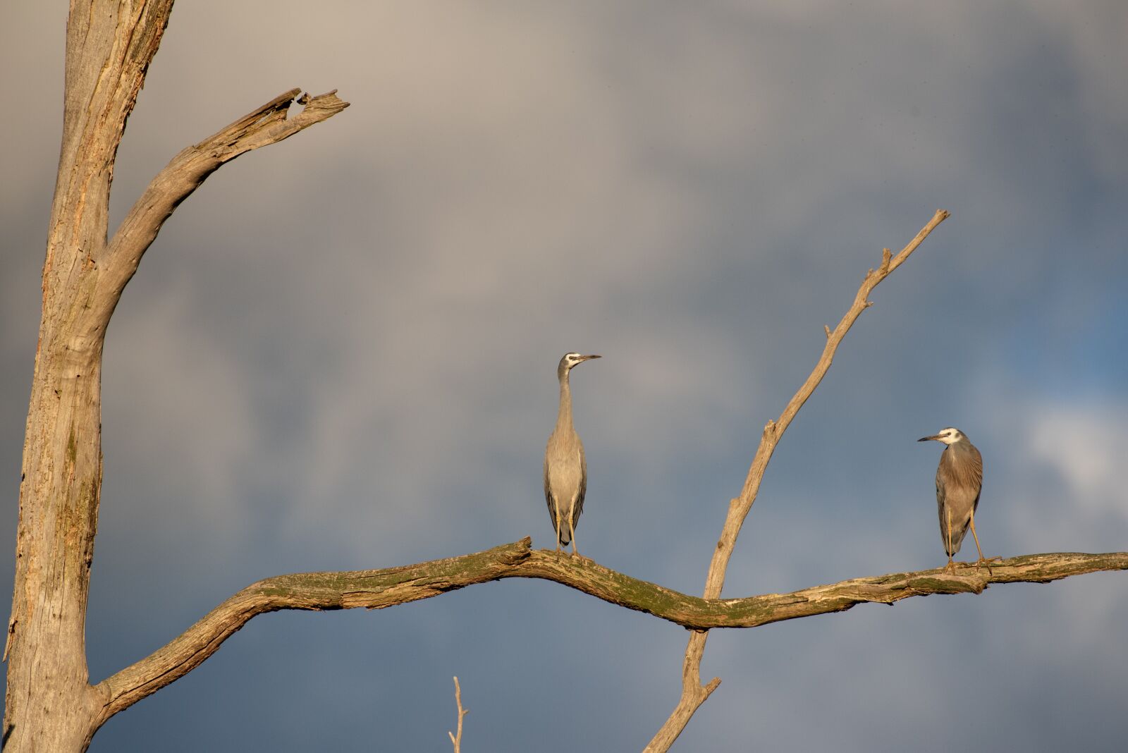Nikon D750 sample photo. White faced heron, heron photography