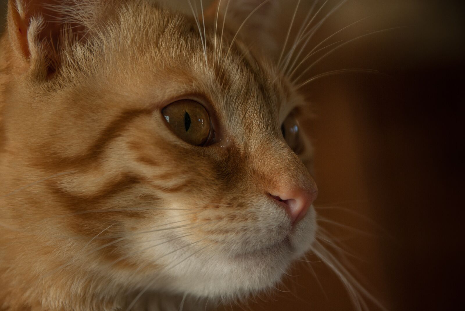 Pentax K10D sample photo. Cat, feline, domestic animal photography