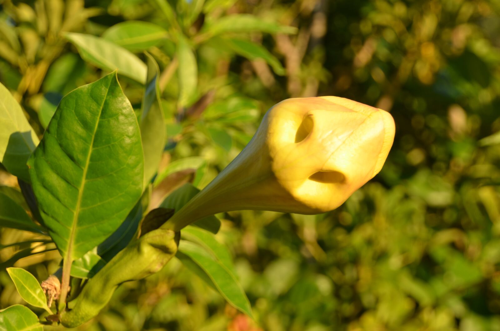 Nikon D5100 sample photo. Blossom, bloom, leaf photography