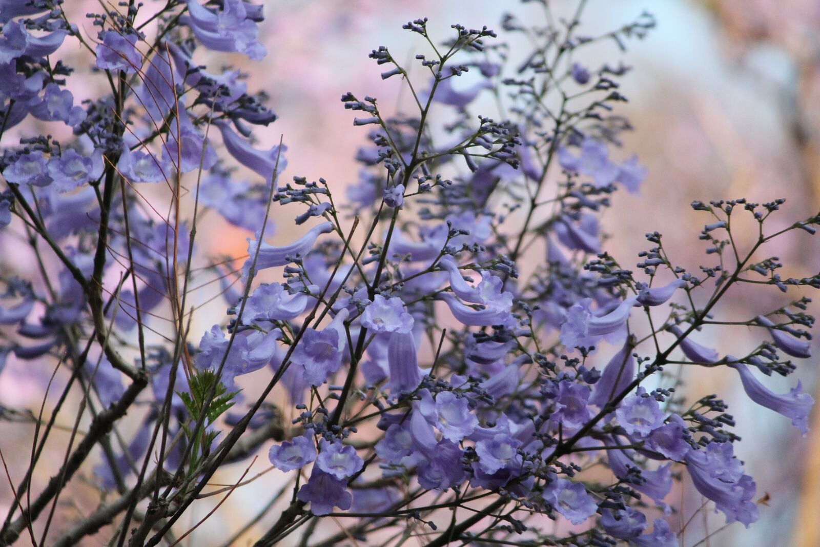 Canon EOS 1100D (EOS Rebel T3 / EOS Kiss X50) sample photo. Nature, purple, jacaranda tree photography