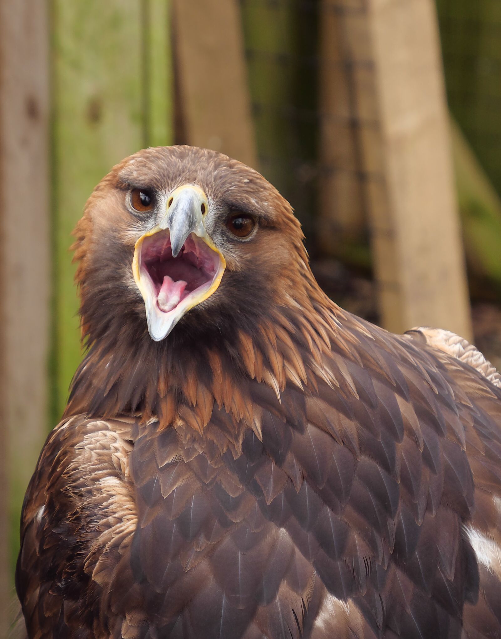 Panasonic Lumix DC-G9 sample photo. Golden eagle, eagle, raptor photography