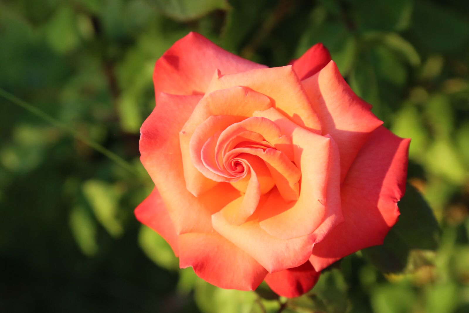 Canon EF 24-105mm F4L IS USM sample photo. Rose, spring, nature photography