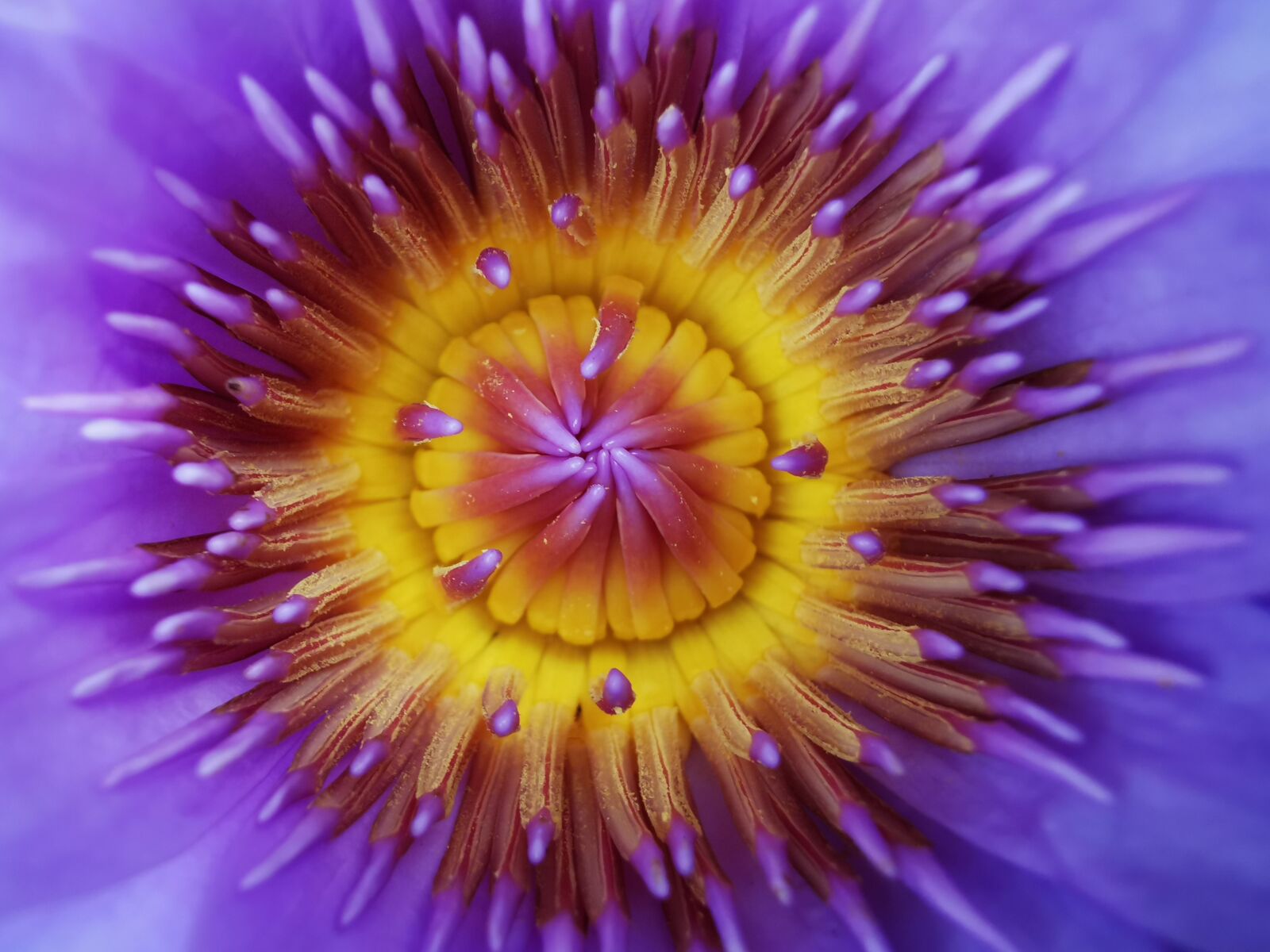 HUAWEI P30 Pro sample photo. Water lilies, flower, purple photography