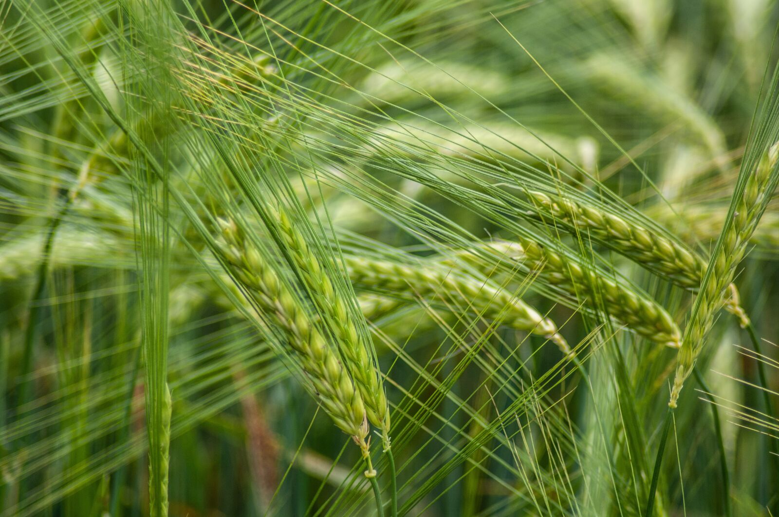 Tamron AF 70-300mm F4-5.6 Di LD Macro sample photo. Cereals, grain, field photography