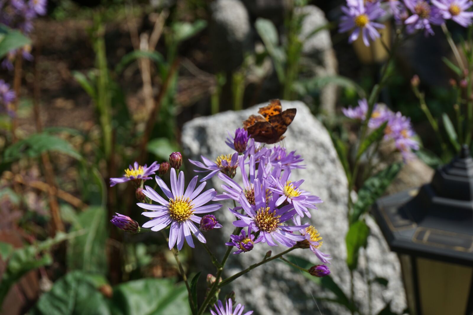 Sony E 16-50mm F3.5-5.6 PZ OSS sample photo. Flowers, autumn, butterfly photography
