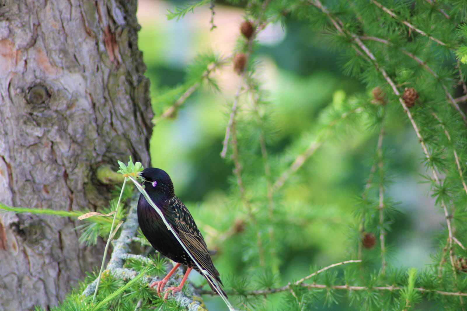 Canon EOS 2000D (EOS Rebel T7 / EOS Kiss X90 / EOS 1500D) sample photo. Star, bird, songbird photography
