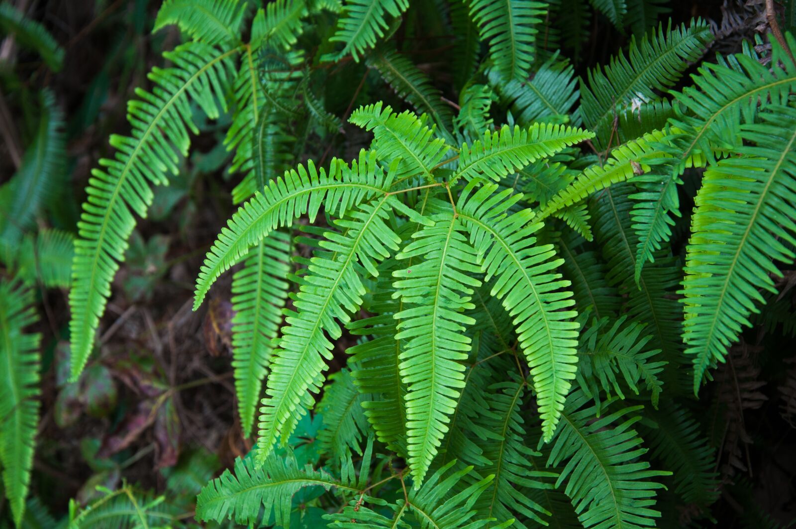 Nikon D90 sample photo. Green, leaf, plant photography